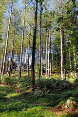 Fototapeta premium Dappled Sunshine in an English Forest