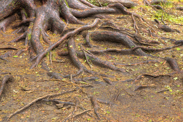 tree roots