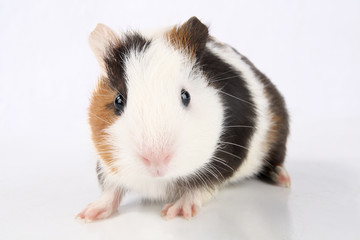 guinea pig