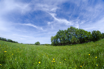 Scenic picture of a meadow