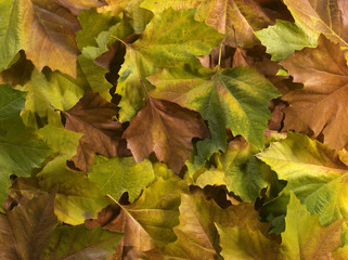 herbstblätter