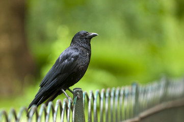 Raven