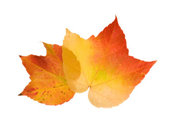 beautiful colorful autumnal leaf of wild grape