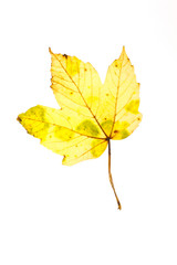 Autumn leaf
