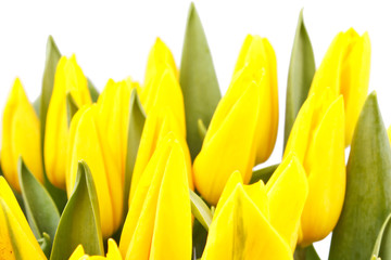 Naklejka premium beautiful yellow tulips