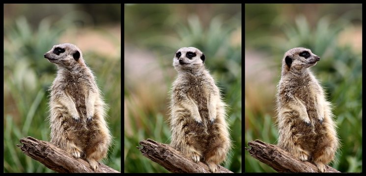 Collage of 3 images of a meerkat standing guard on a log