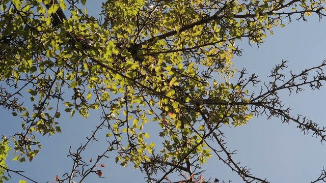 Tree moving with the wind Time Lapse Footage