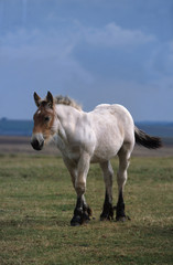 couleurs étranges du cheval de trait