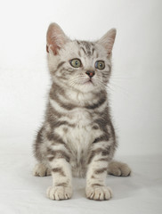BRITISH SHORTHAIR
