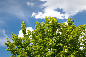 green foliage and blue sky