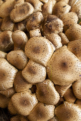 Sparriger Schüppling pholiota squarrosa