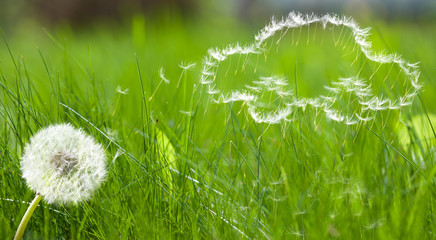 Flying dandelion's seed form of a car