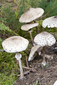 Parasolpilz Macrolepiota Procera