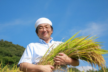農業　豊作　喜ぶ　稲　抱える　日本人