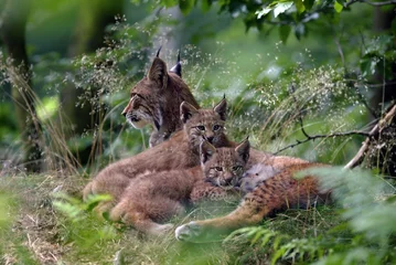 Fotobehang Lynx Lynx familie