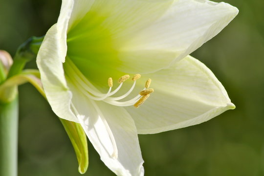 Amaryllis