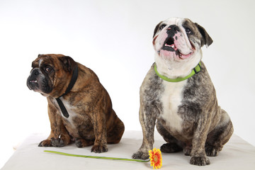 Zwei englische Bulldoggen