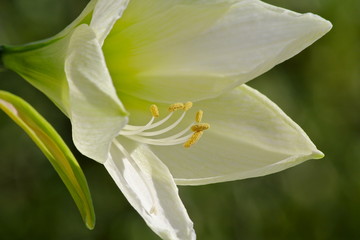 Fototapeta premium amaryllis