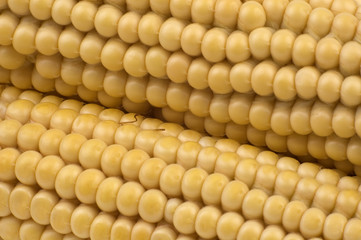 corn, maize