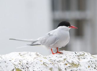 Arctic Tern