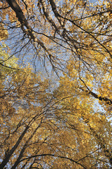 autumn trees