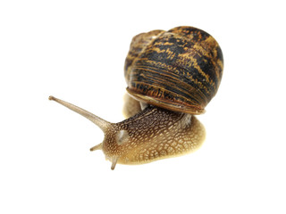 Garden Snail
