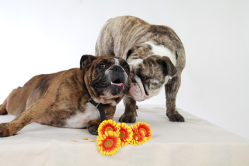 Zwei englische Bulldoggen