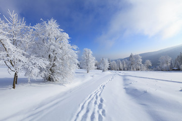 Winter landscapes in the Bavarian forest - 26913016