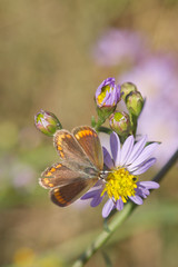 papillon sur une fleur