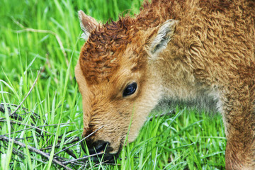 Wyoming Spring, Portrait of a Bison Calf