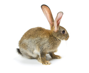 Happy New Year of rabbit