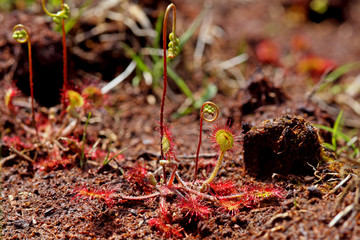 Rundbl&auml;ttriger Sonnentau im Hochmoor - Drosera rotundifolia