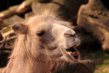 trampeltier portrait - camelus ferus bactrianus