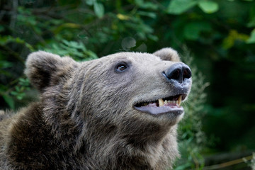 Fototapeta premium Wild Bear In The Forest
