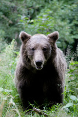 Wild Bear In The Forest