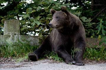 Fototapeta na wymiar Wild Bear In The Forest