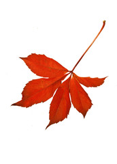 Red Leaves