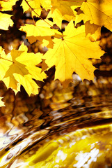Maple over water