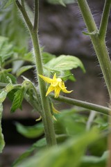 Fleur de tomate