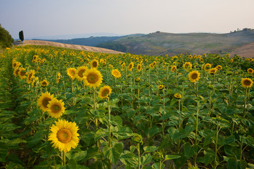 campo di girasoli