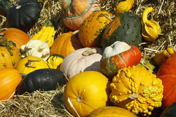 Kürbisse im Stroh - Cucurbita