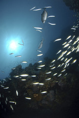 School of small silverfish