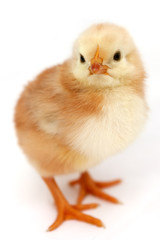 Obraz premium Poussin jaune