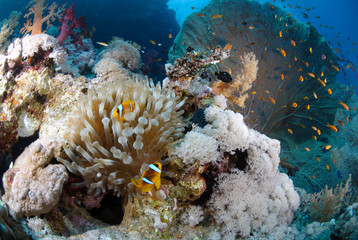 Fototapeta na wymiar Pristine Tropical coral reef
