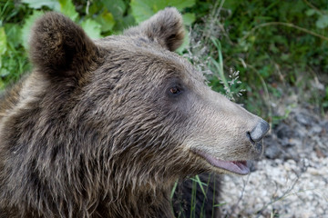 Fototapeta premium Wild Bear In The Forest