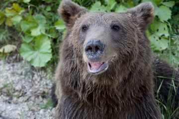 Wild Bear In The Forest