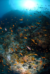 Obraz na płótnie Canvas Colourful tropical reef