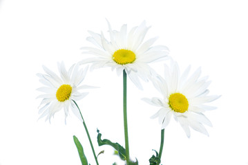 Obraz premium chamomile