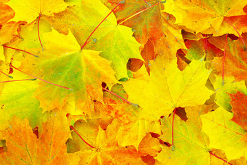 leaf background