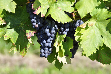 Weintrauben